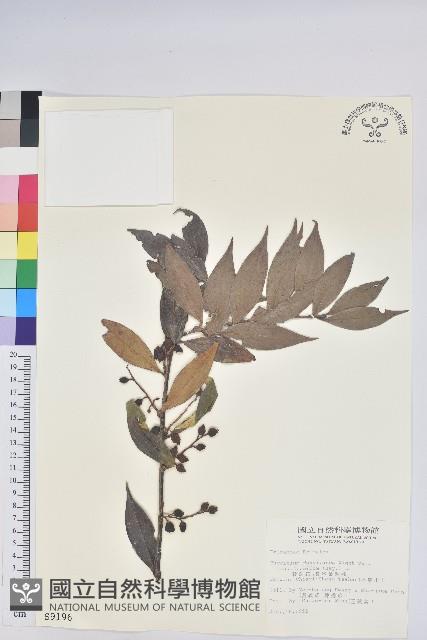 珍珠花、長尾葉越橘藏品圖，第1張