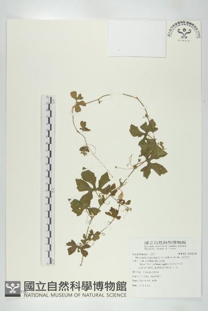 小苦瓜藏品圖，第1張