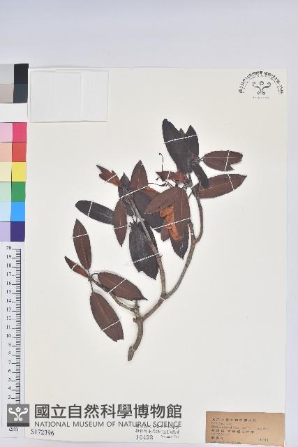 森氏杜鵑、森氏滿江紅藏品圖，第1張