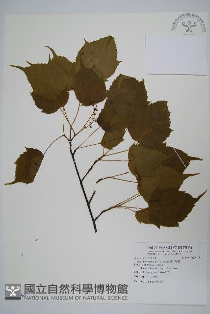 臺灣紅榨槭藏品圖，第1張