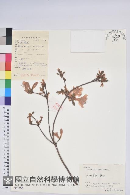 唐杜鵑、大屯杜鵑、中原氏杜鵑藏品圖，第1張