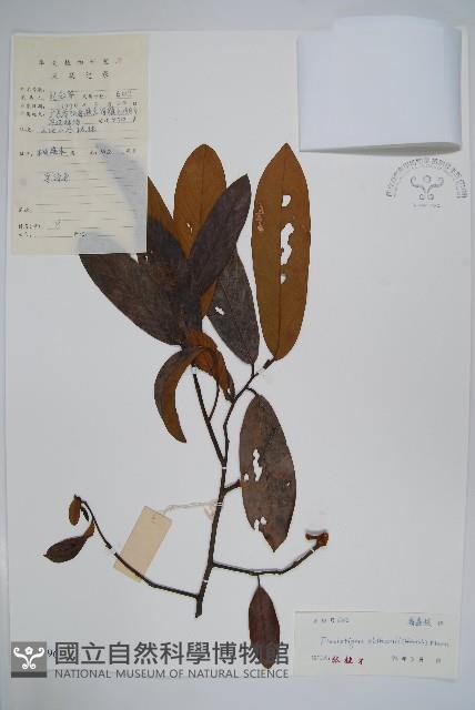 瓜馥木藏品圖，第1張