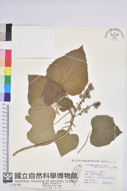 蟲屎藏品圖，第1張