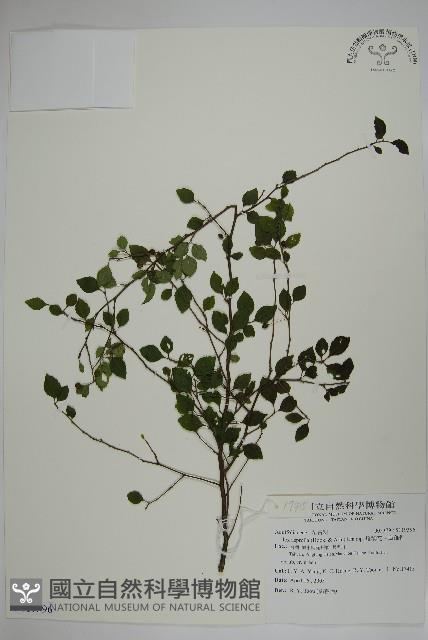 燈稱花、烏雞骨藏品圖，第1張