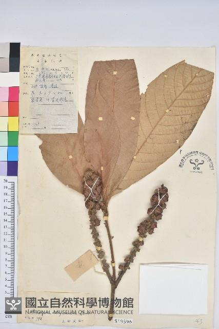 皺葉柯藏品圖，第1張