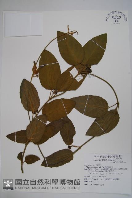 絨毛芙蓉蘭藏品圖，第1張