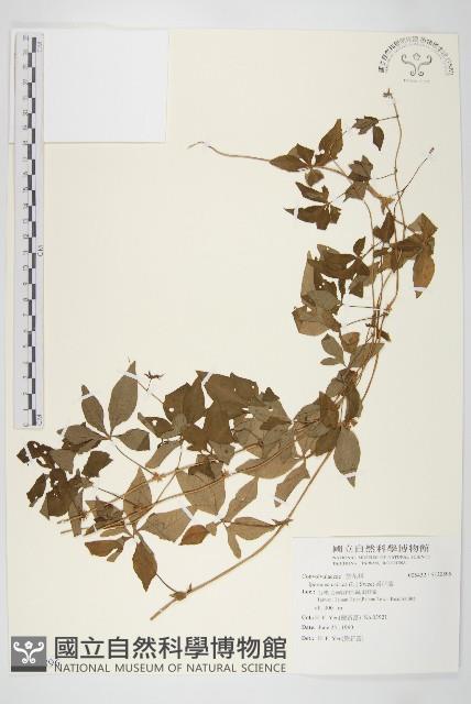 番仔藤藏品圖，第1張