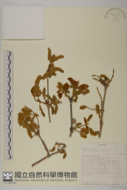 登錄號:S100896藏品圖，第1張