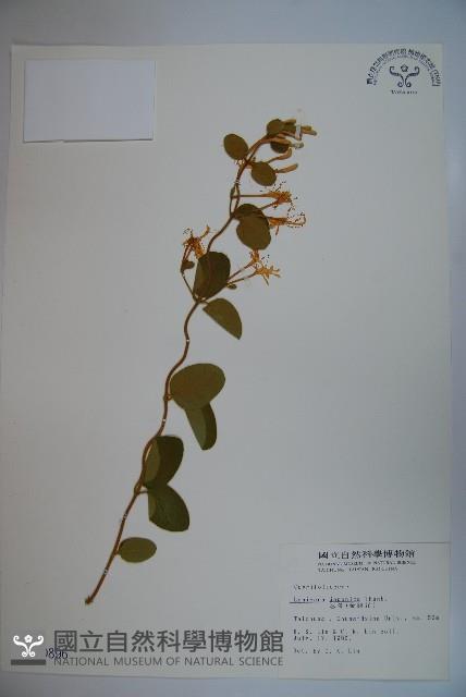 忍冬、金銀花藏品圖，第1張