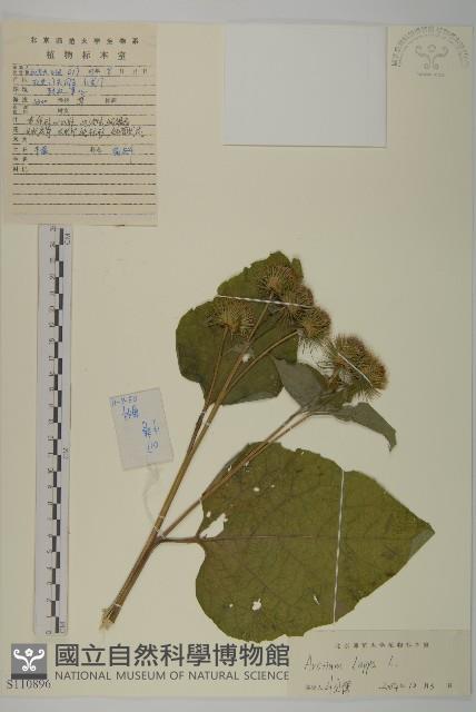 牛蒡藏品圖，第1張