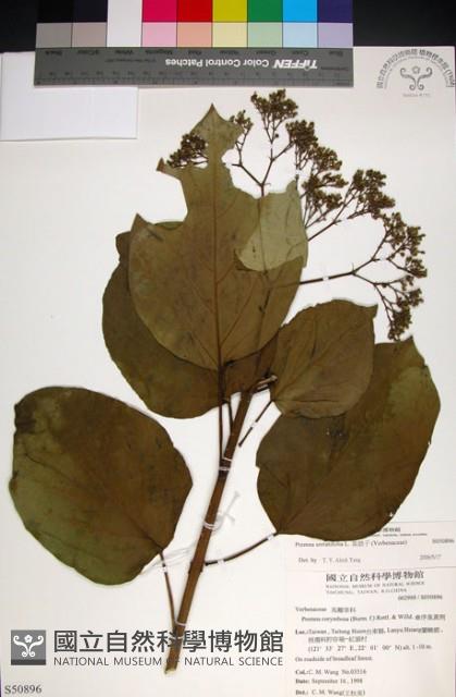 臭娘子藏品圖，第1張