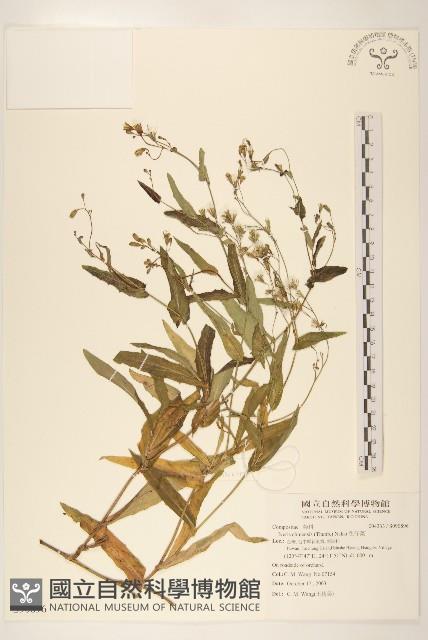 兔仔菜藏品圖，第1張