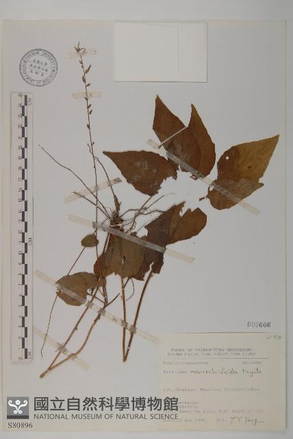 阿里山鬼督郵藏品圖，第1張