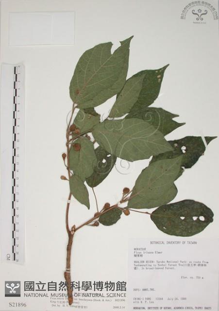 牛乳榕藏品圖，第1張