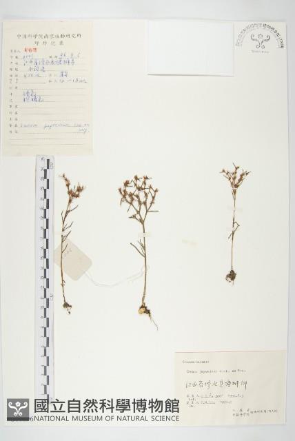 佛甲草藏品圖，第1張