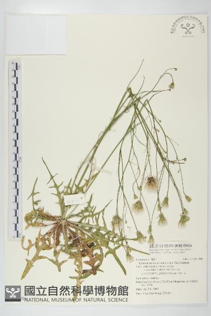 白花貓兒菊藏品圖，第1張