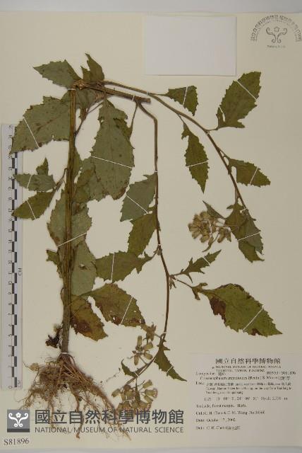 昭和草藏品圖，第1張