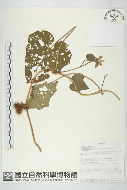 登錄號:S093896藏品圖，第1張