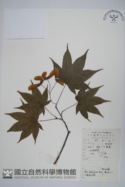 扇葉槭藏品圖，第1張