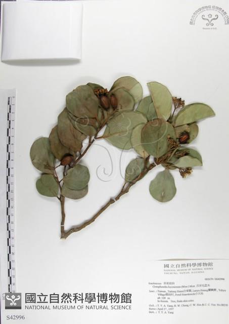 呂宋毛蕊木藏品圖，第1張