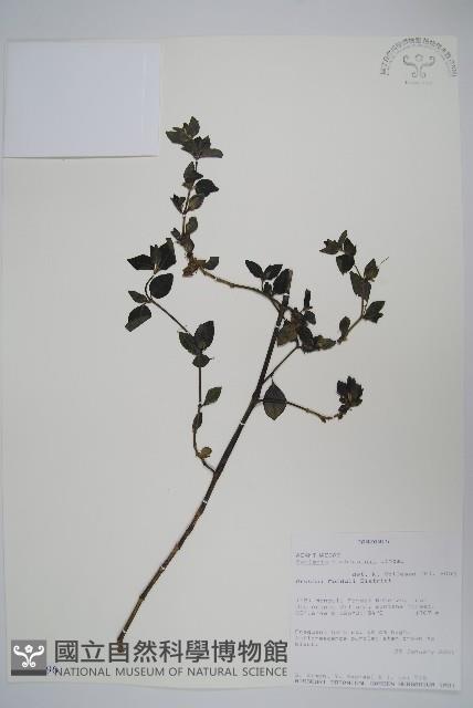 登錄號:S100996藏品圖，第1張