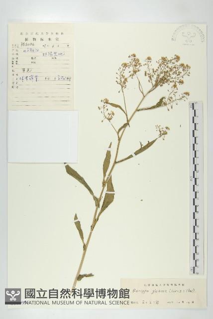 風花菜、球果山芥菜藏品圖，第1張