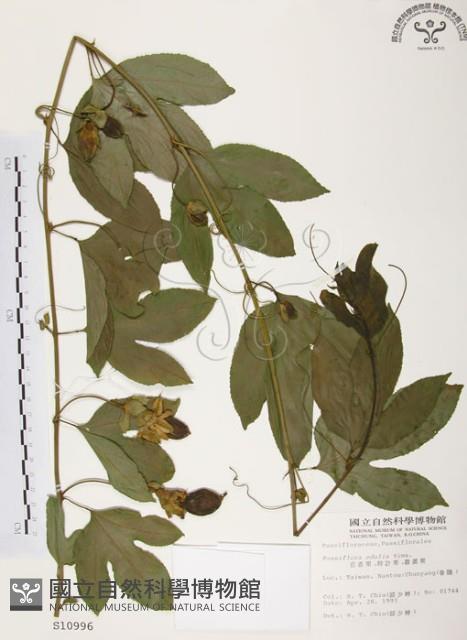 西番蓮、百香果藏品圖，第1張