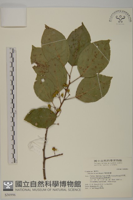 大葉南蛇藤藏品圖，第1張