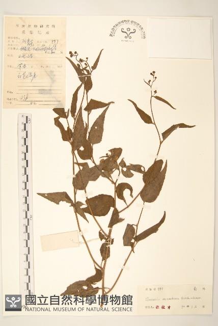 蔓黃菀藏品圖，第1張