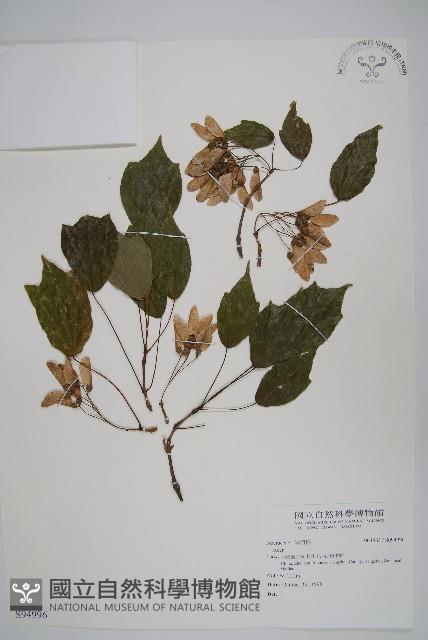 登錄號:S094996藏品圖，第1張