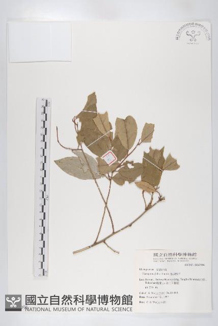 藤胡頹子藏品圖，第1張