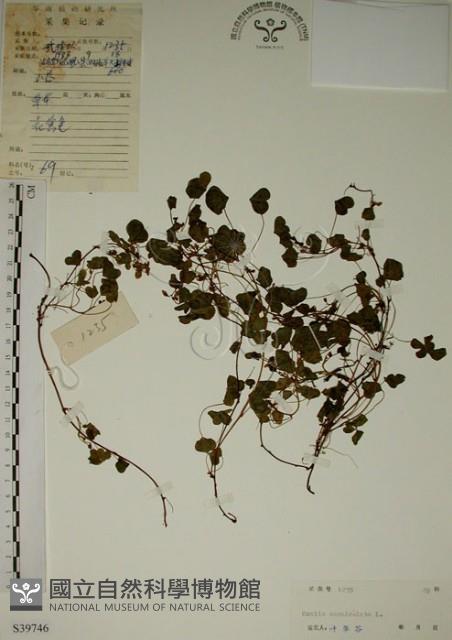 酢漿草藏品圖，第1張