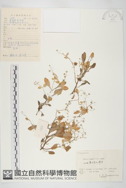 大葉火焰草藏品圖，第1張