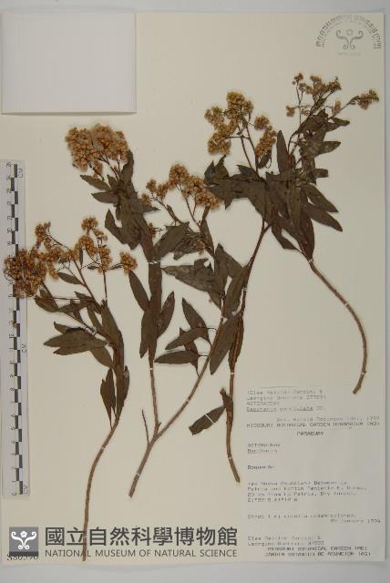 登錄號:S080596藏品圖，第1張