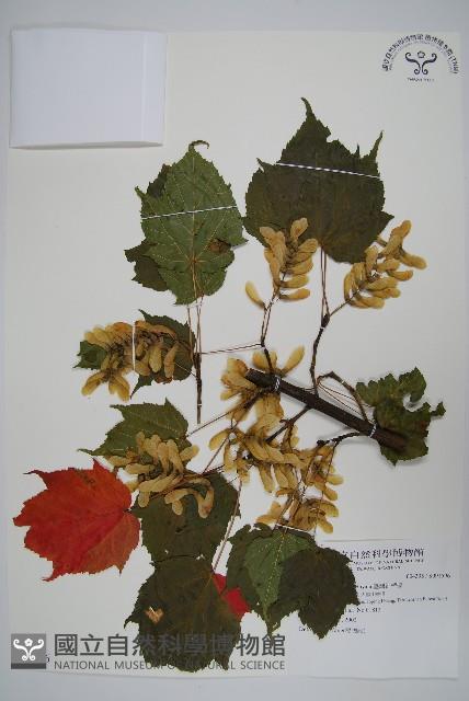 臺灣紅榨槭藏品圖，第1張