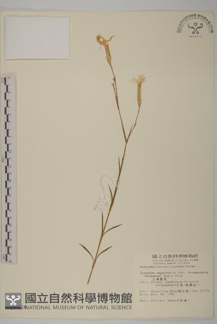 臺灣瞿麥藏品圖，第1張