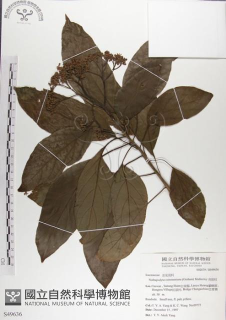 青脆枝藏品圖，第1張