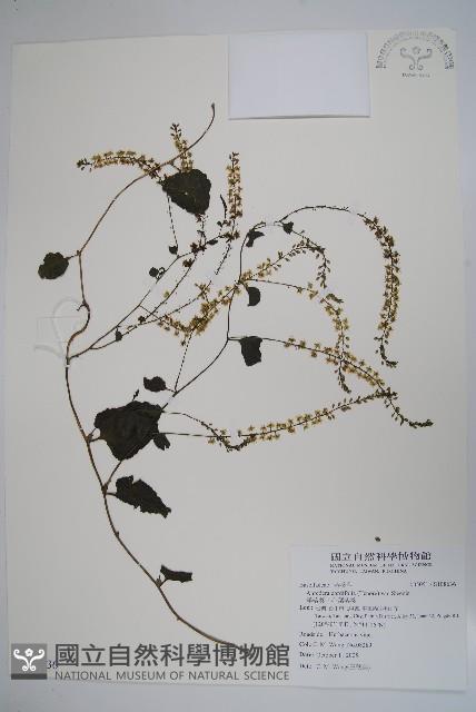 洋落葵、心葉落葵藏品圖，第1張