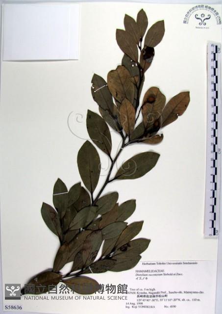 蚊母樹藏品圖，第1張