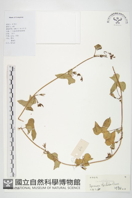 紅花野牽牛藏品圖，第1張