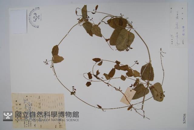 山白前藏品圖，第1張