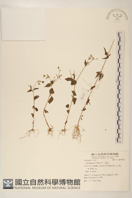 小米菊藏品圖，第1張