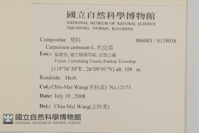 杓兒菜藏品圖，第1張