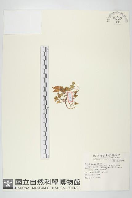 濱旋花藏品圖，第1張