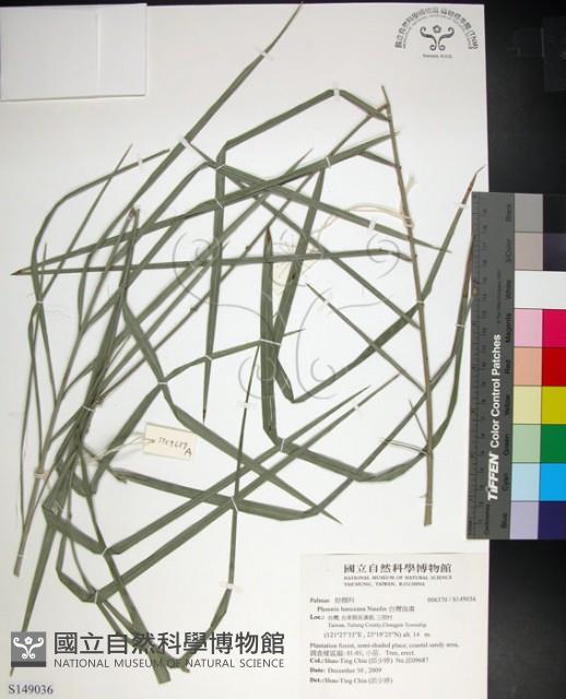 台灣海棗藏品圖，第1張