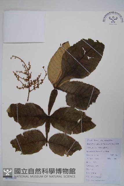 鹽膚木藏品圖，第1張