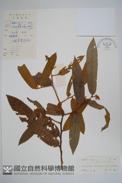 獨山瓜馥木藏品圖，第1張