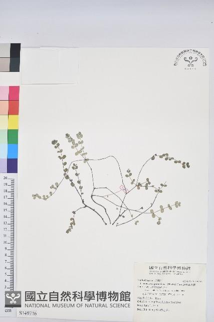 鵝鑾鼻大戟藏品圖，第1張