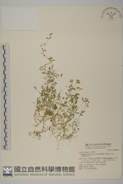 天蓬草、雀舌草藏品圖，第1張