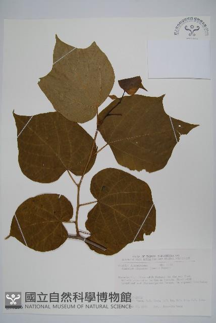 華八角楓藏品圖，第1張